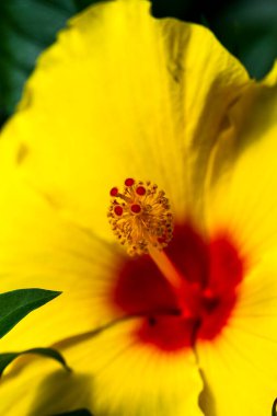 Tropikal parkta egzotik parlak çiçekler ve bitkiler.