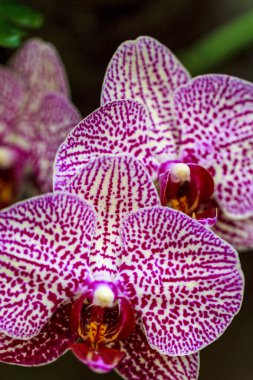 Tropikal parkta egzotik parlak çiçekler ve bitkiler.