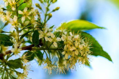Bahçe Çiçeğinin Çeşitliliği
