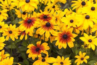 Toskana 'da sonbahar renginde Daisy yağmurdan sonra. 