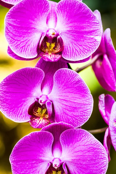 Экзотические Яркие Цветы Растения Тропическом Парке — стоковое фото