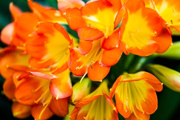 Εξωτικά Φωτεινά Λουλούδια Και Φυτά Στο Τροπικό Πάρκο — Φωτογραφία Αρχείου