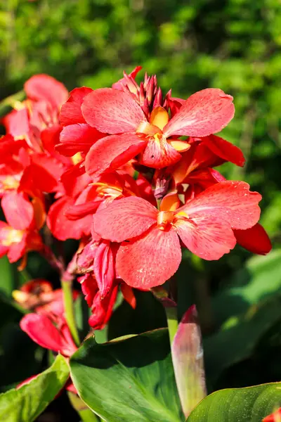 Exotic Bright Flowers Plants Tropical Park — Stock Photo, Image