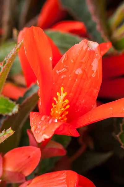 Exotic Bright Flowers Plants Tropical Park — Stock Photo, Image