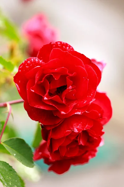 Rote Blume Mit Grünen Knospen Auf Verschwommenem Hintergrund — Stockfoto