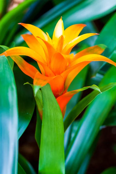 Fleurs Plantes Exotiques Lumineuses Dans Parc Tropical — Photo