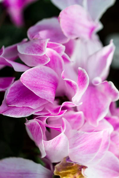 Fiori Piante Esotici Luminosi Nel Parco Tropicale — Foto Stock