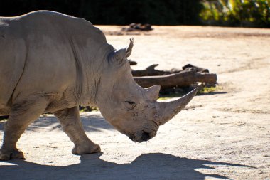 Kruger Ulusal Parkı 'ndaki beyaz bir gergedanın yakın plan fotoğrafı.