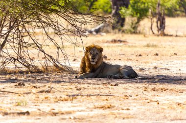 Kenya savanındaki aslan