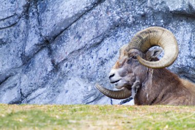 Dağlarda bir bizonun yakın plan fotoğrafı.