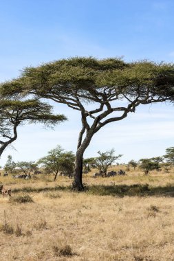 Afrika Savanası, Flora ve Fauna