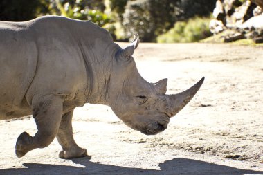 Kruger Ulusal Parkı 'ndaki beyaz bir gergedanın yakın plan fotoğrafı.