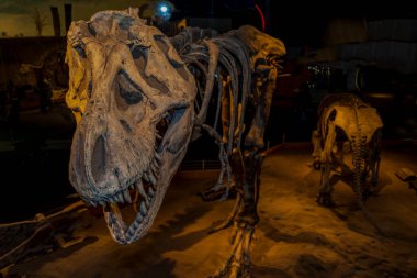 Bir fabrikadaki kafatasının yakın plan çekimi.