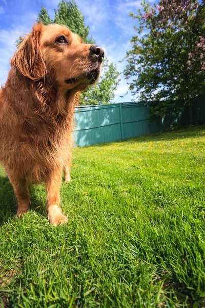 Çimlerin Üzerindeki Köpek — Stok fotoğraf