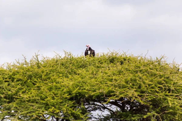 Стервятник Сидит Дереве — стоковое фото