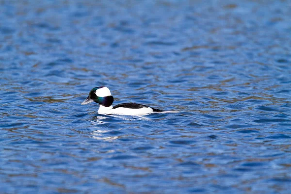 Tiro Perto Uma Gaivota Cabeça Preta Lago — Fotografia de Stock