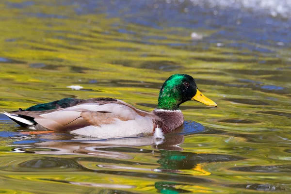 Canard Nageant Dans Eau — Photo