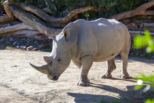 Zbliżenie Ujęcia Białego Nosorożca Parku Narodowym Kruger — Zdjęcie stockowe