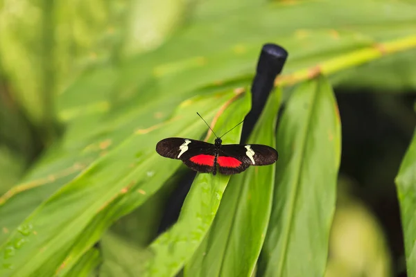 Mariposa Una Flor — Foto de Stock