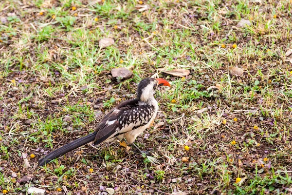 公園の草の上に鳥が座っています — ストック写真