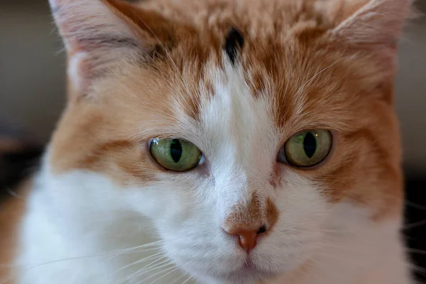 Retrato Gato Bonito — Fotografia de Stock