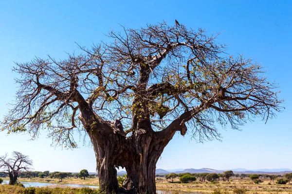 Arbre Dans Désert — Photo