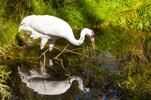 Pélican Blanc Dans Eau — Photo