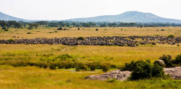 Savana Africana África América Sul — Fotografia de Stock