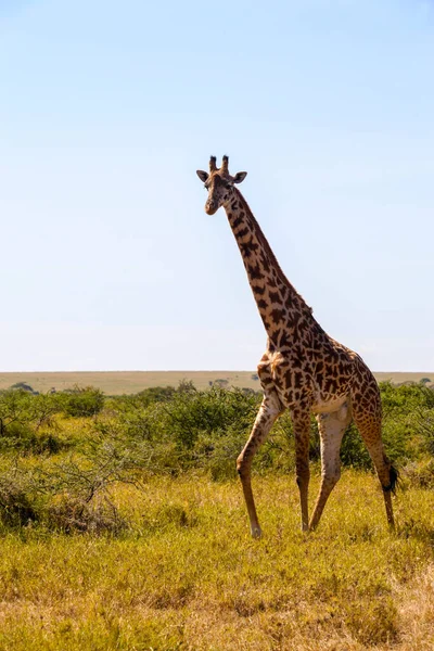 Żyrafa Sawannie Kenii — Zdjęcie stockowe
