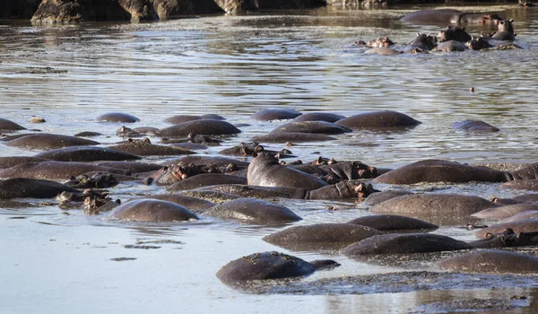 Eine Herde Enten Auf Dem Fluss — Stockfoto