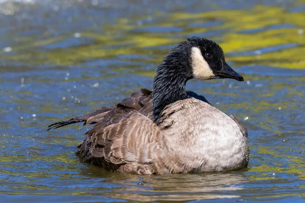 Testa Nera Grebe Nuotare Acqua — Foto Stock