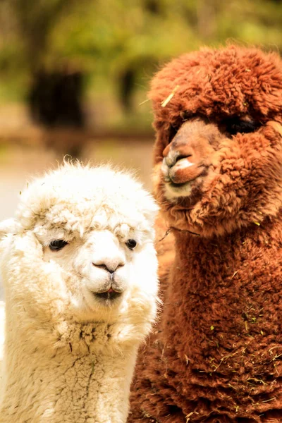 Close Dois Jovens Llamas Bonitos — Fotografia de Stock