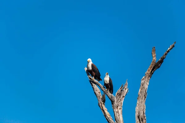 Ptaki Drzewie — Zdjęcie stockowe