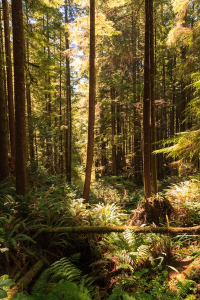 Beautiful Forest Mountains — Stock Photo, Image