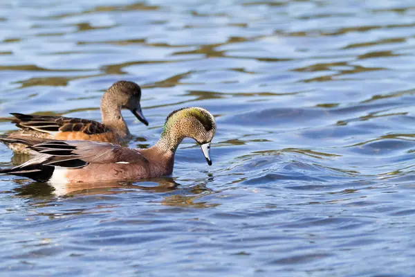 Gros Plan Photo Canards Nageant Dans Eau — Photo