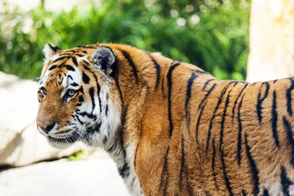 Tiger Zoo — Stockfoto