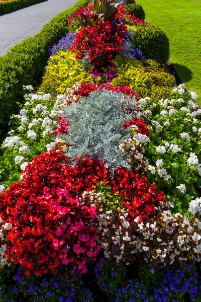 Όμορφα Φωτεινά Λουλούδια Που Αναπτύσσονται Στον Κήπο Την Ηλιόλουστη Μέρα — Φωτογραφία Αρχείου