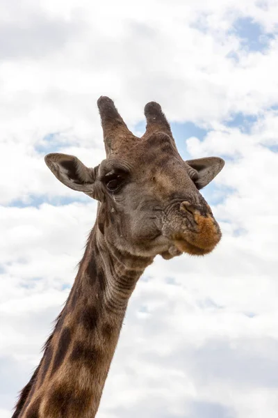 Girafa Cabeça Animal Vida Selvagem Fauna Mamíferos Zoológico Animais — Fotografia de Stock