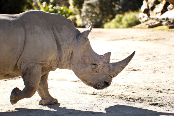 Tiro Close Rinoceronte Branco Parque Nacional Kruger — Fotografia de Stock