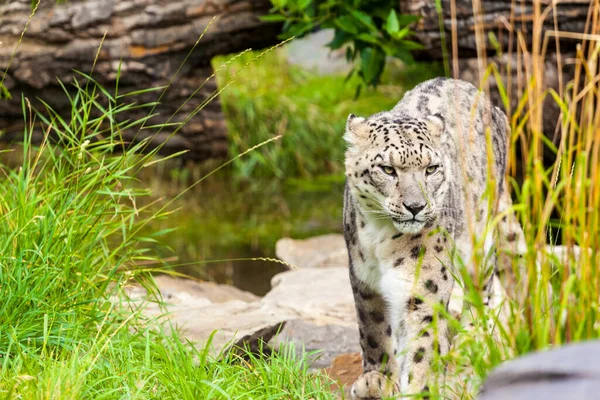 Beautiful Shot Young Leopard — Stock Photo, Image