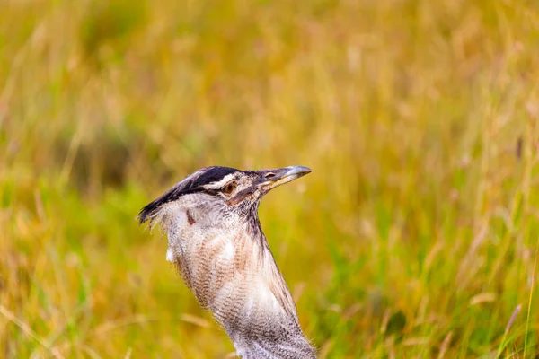 Fågel Vilda Djur Fauna Natur Flora Fåglar Djur Blått Svart — Stockfoto