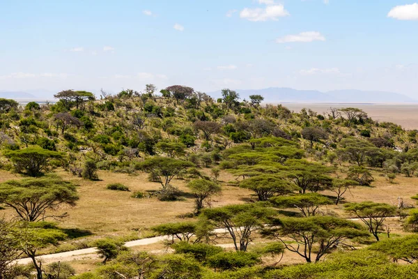 Красивый Пейзаж Полем Деревьев Голубым Небом Танзании — стоковое фото