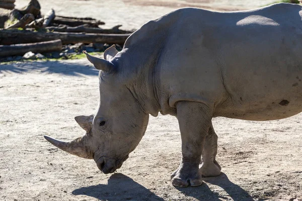 Zbliżenie Ujęcie Nosorożca Zoo — Zdjęcie stockowe