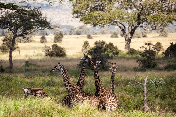 Giraffa Nella Savana Kenya — Foto Stock