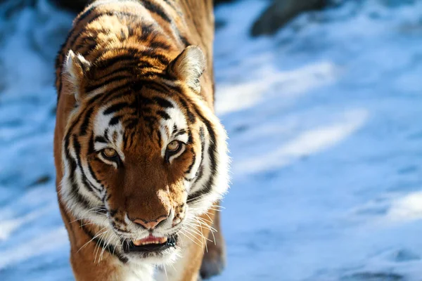 Close Van Een Tijger Zoo — Stockfoto