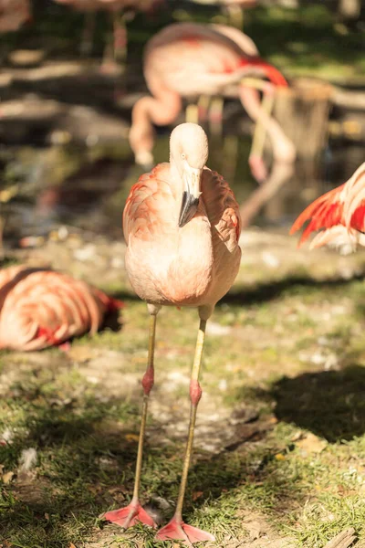Grupa Różowych Flamingów Zoo — Zdjęcie stockowe