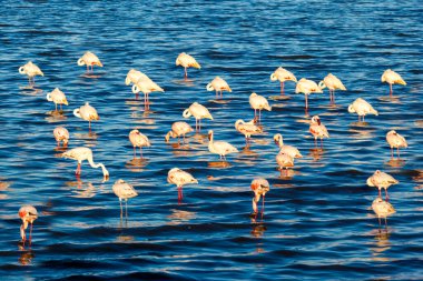 Sudaki bir kuş sürüsü.