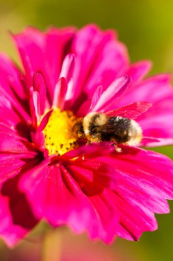 Bir çiçeğin üzerindeki arıya yaklaş.