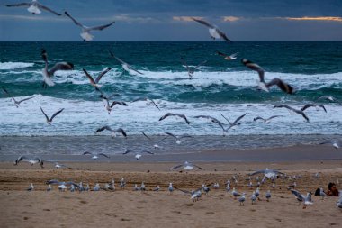 Martılar denizde uçuyor.
