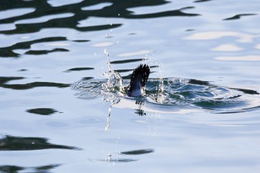 Sudaki güzel bir kuşun yakın plan çekimi.